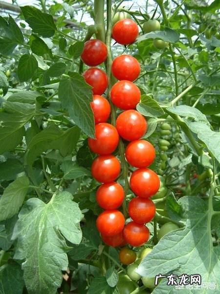 种植圣女果的方法与种西红柿一样吗?