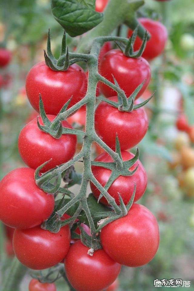 种植圣女果的方法与种西红柿一样吗?