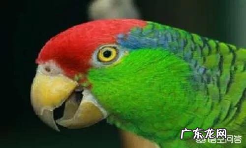 我想买只鹦鹉聪明会说话的，亚马逊还是灰鹦鹉，八哥怎么样？国内都什么价格，去哪里买？