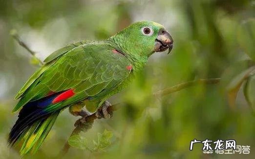 我想买只鹦鹉聪明会说话的,亚马逊还是灰鹦鹉,八哥怎么样?国内都什么价格,去哪里买?