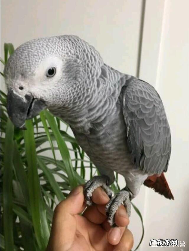 我想买只鹦鹉聪明会说话的，亚马逊还是灰鹦鹉，八哥怎么样？国内都什么价格，去哪里买？