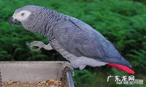 我想买只鹦鹉聪明会说话的，亚马逊还是灰鹦鹉，八哥怎么样？国内都什么价格，去哪里买？