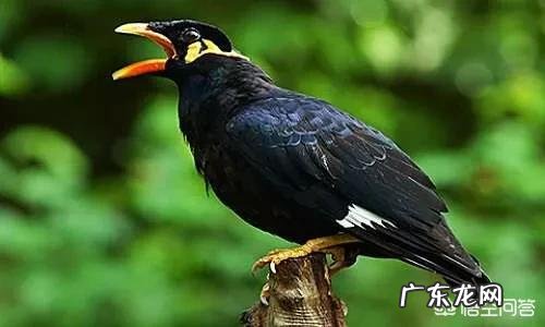 我想买只鹦鹉聪明会说话的,亚马逊还是灰鹦鹉,八哥怎么样?国内都什么价格,去哪里买?