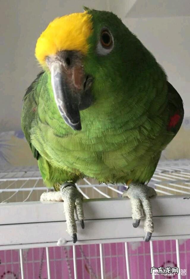 我想买只鹦鹉聪明会说话的，亚马逊还是灰鹦鹉，八哥怎么样？国内都什么价格，去哪里买？