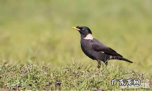 我想买只鹦鹉聪明会说话的，亚马逊还是灰鹦鹉，八哥怎么样？国内都什么价格，去哪里买？