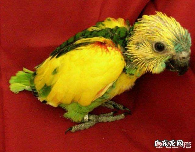 我想买只鹦鹉聪明会说话的，亚马逊还是灰鹦鹉，八哥怎么样？国内都什么价格，去哪里买？