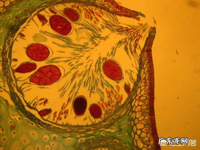 哪位朋友可以推荐一款去屑止痒的洗发水?