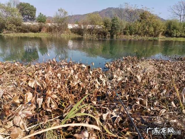 冬天用什么饵料钓鲤鱼最好？