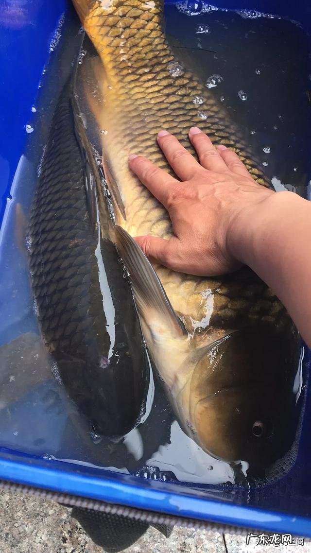 冬天用什么饵料钓鲤鱼最好?