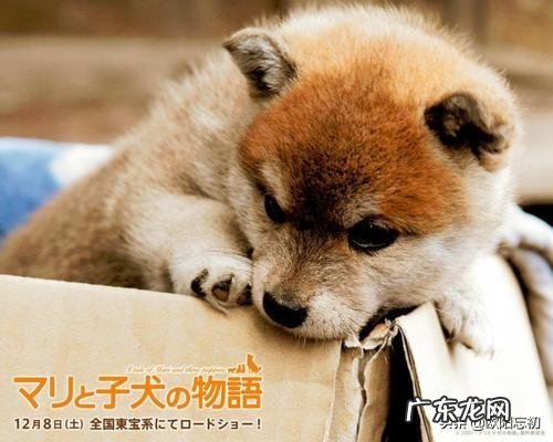 你看过哪部电影是呼唤人类要保护地球环境的?你看后有何感想?