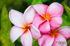 怎么粘贴复制？