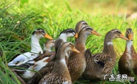 农村里面养鸭子用什么方法?在哪里养殖比较好?