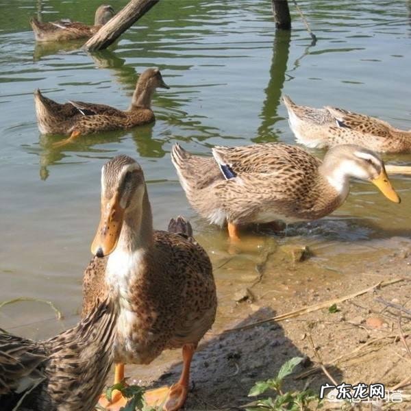 农村里面养鸭子用什么方法?在哪里养殖比较好?