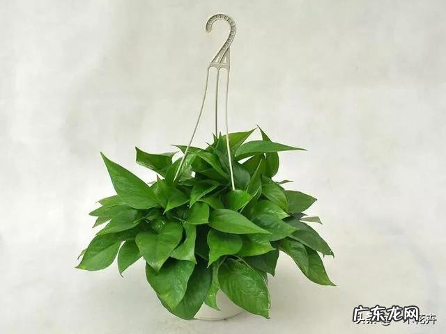 怎样快速除甲醛?