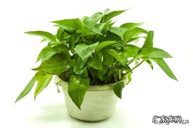 怎样快速除甲醛?