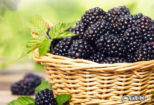 桑葚对人的身体有哪些好处?