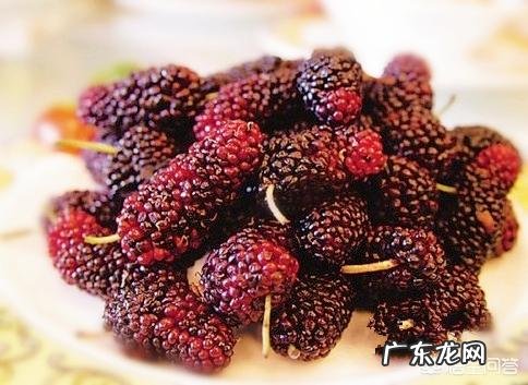 桑葚对人的身体有哪些好处?