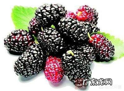 桑葚对人的身体有哪些好处?