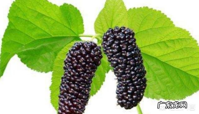 桑葚对人的身体有哪些好处?