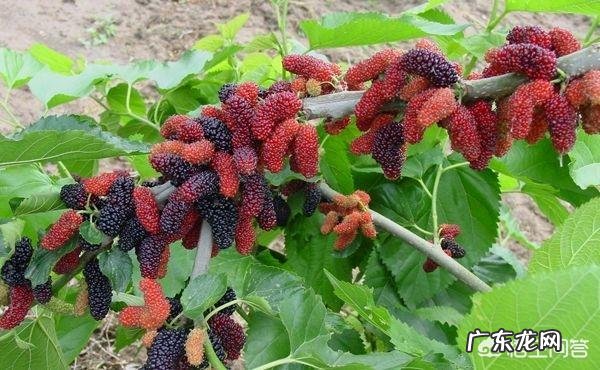 桑葚对人的身体有哪些好处？