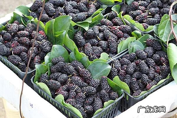 桑葚对人的身体有哪些好处?