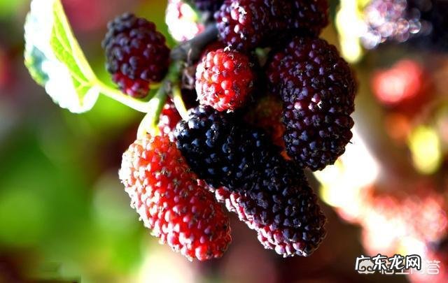 桑葚对人的身体有哪些好处?
