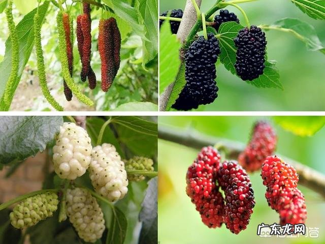 桑葚对人的身体有哪些好处?