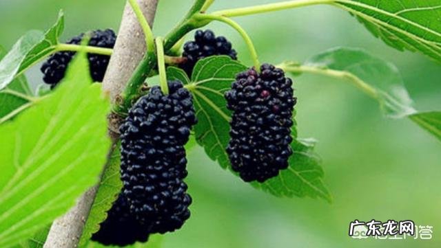 桑葚对人的身体有哪些好处?