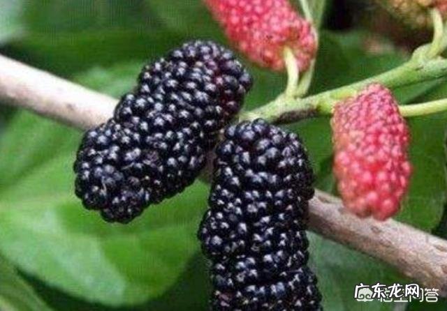 桑葚对人的身体有哪些好处?