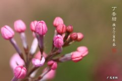 丁香结主要内容