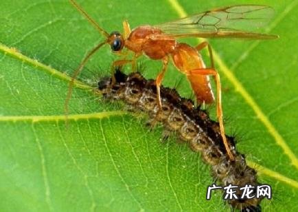 蚊子分多少种,哪种最毒?