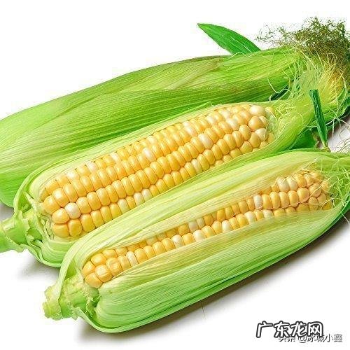 为什么感觉鲜玉米很好钓鱼?