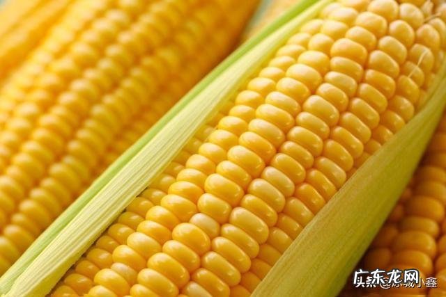 为什么感觉鲜玉米很好钓鱼?