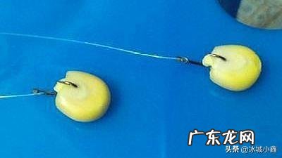 为什么感觉鲜玉米很好钓鱼？
