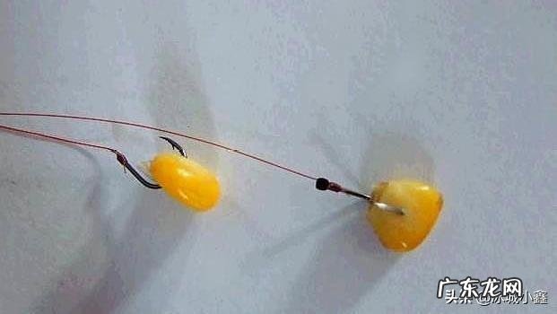 为什么感觉鲜玉米很好钓鱼？