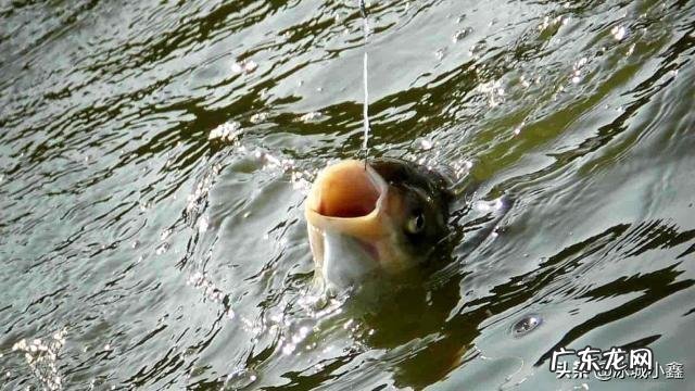 为什么感觉鲜玉米很好钓鱼?