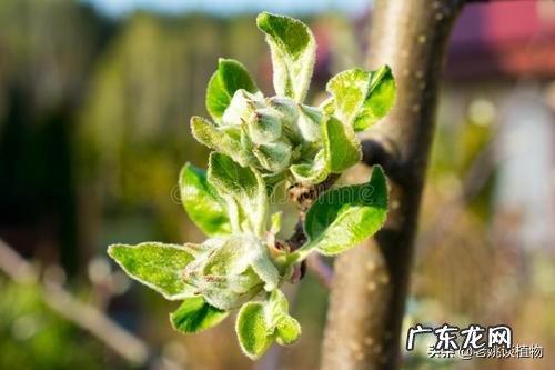 苹果树的生长规律特点需求是什么？