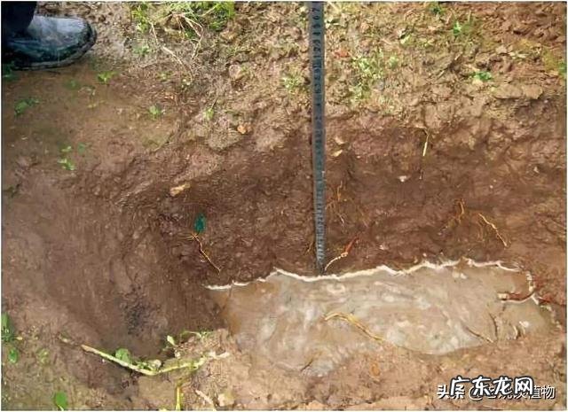 苹果树的生长规律特点需求是什么？