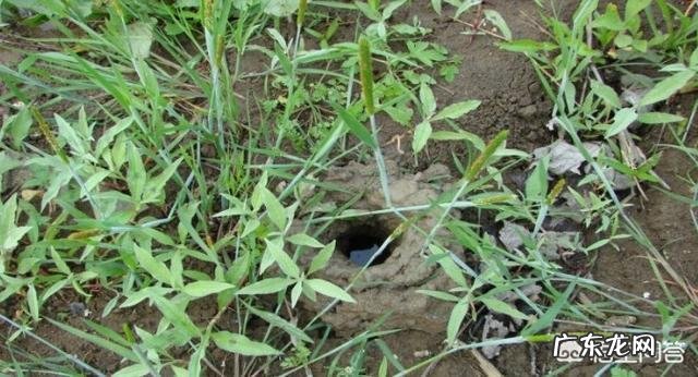 龙虾为什么封洞口?