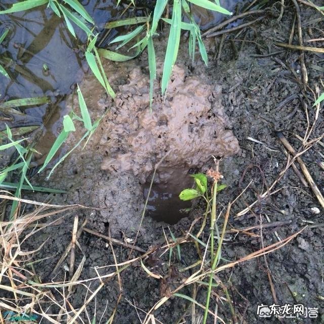 龙虾为什么封洞口?