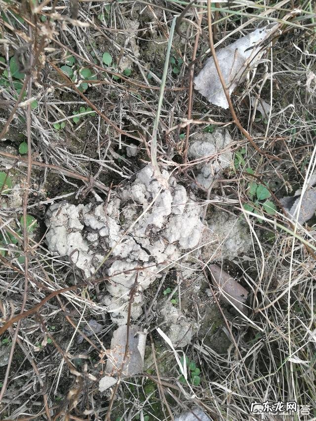 龙虾为什么封洞口?