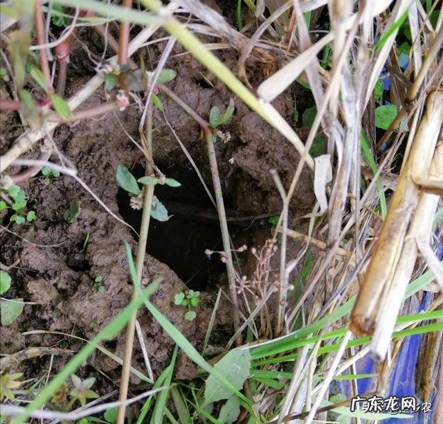 龙虾为什么封洞口?