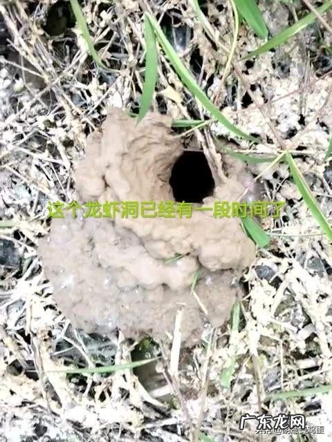 龙虾为什么封洞口?