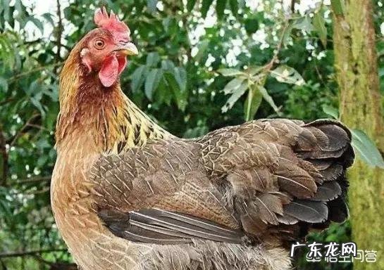 鸡汤怎么炖才好喝？