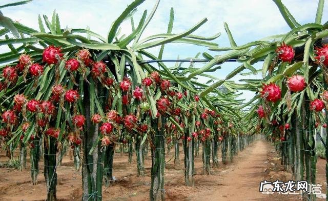 火龙果怎么种?