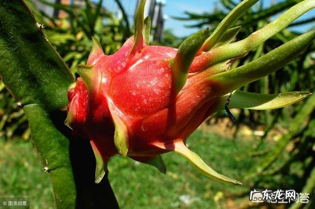 火龙果怎么种?