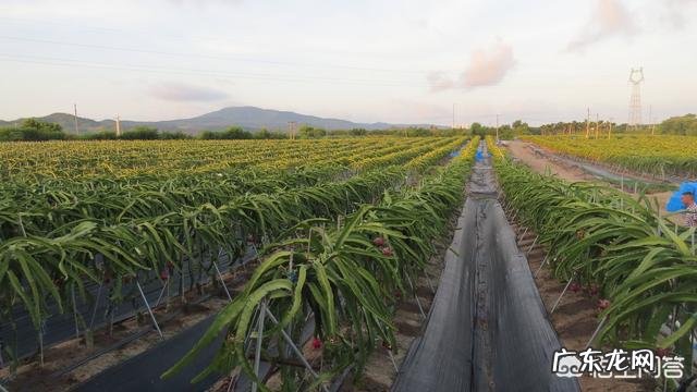 火龙果怎么种?