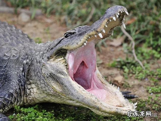 人类缩小一百倍还能统zhi地球吗