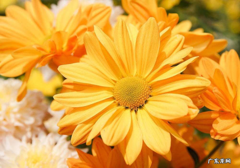 能带来好运的5种花