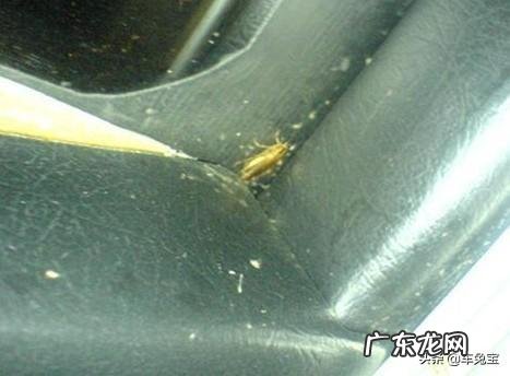 车内进小强了怎么办?